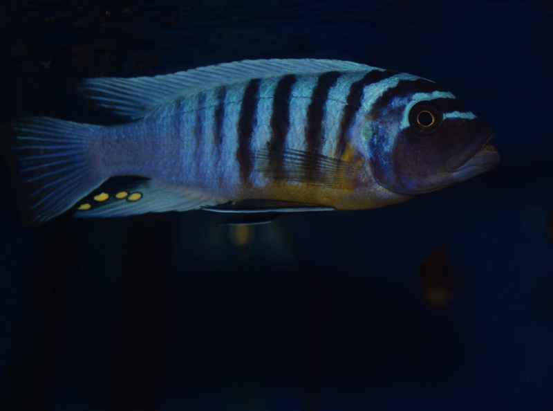 Maylandia fainzilberi 'Makonde'